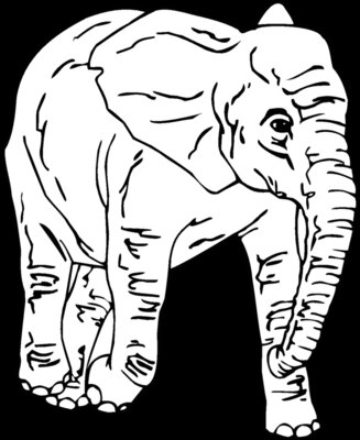 elephan5