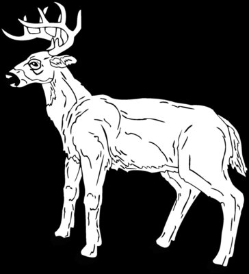 deer 7