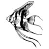 angelfish01
