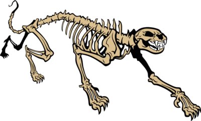 cougarpantherskeleton