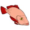 fish redsnapper 2