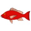 fish redsnapper