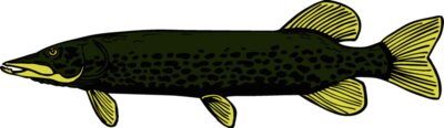 fish northernpike2