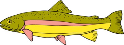 fish rainbowtrout