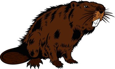 beaver14