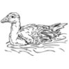 Ducks Geese
