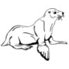 Seals Walrus