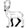 Deer Elk Moose